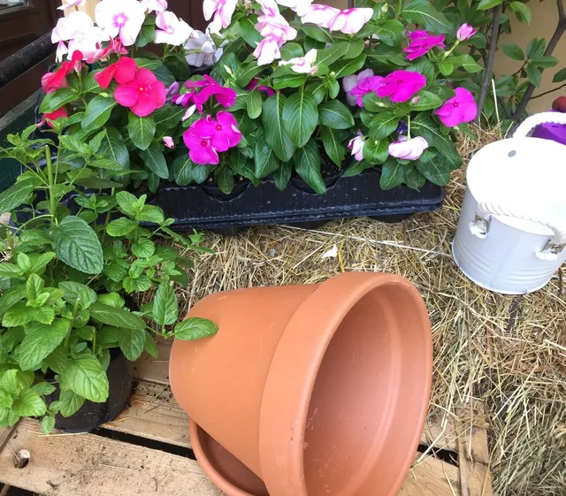 Metti nei vasi le annuali da fiore che coloreranno il tuo giardino per tutta l'estate - foto dell'autrice
