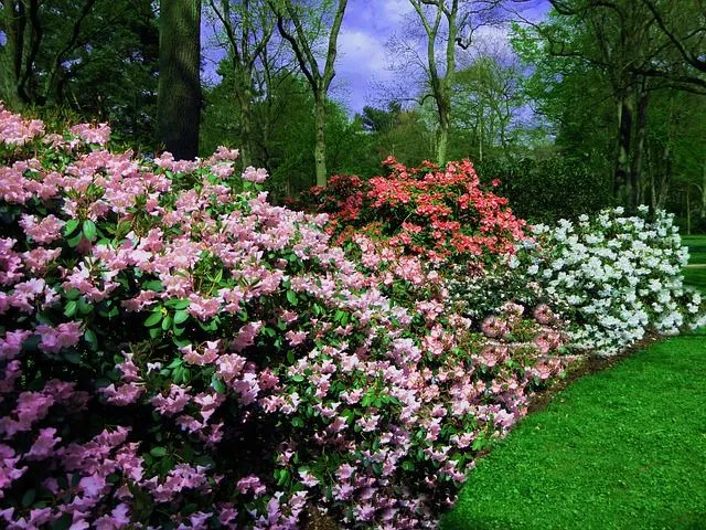 Le azalee sono in piena fioritura, goditi la loro bellezza! - foto Pixabay
