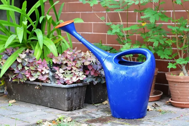Ricordati di bagnare regolarmente e moderatamente le piante in vaso - foto Pixabay