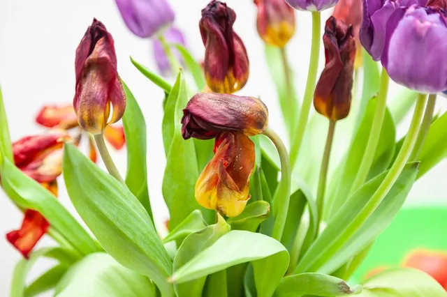 I tulipani sfioriti danno un senso di trascuratezza: è il momento di fare un po' di pulizia! - foto Leroy Merlin