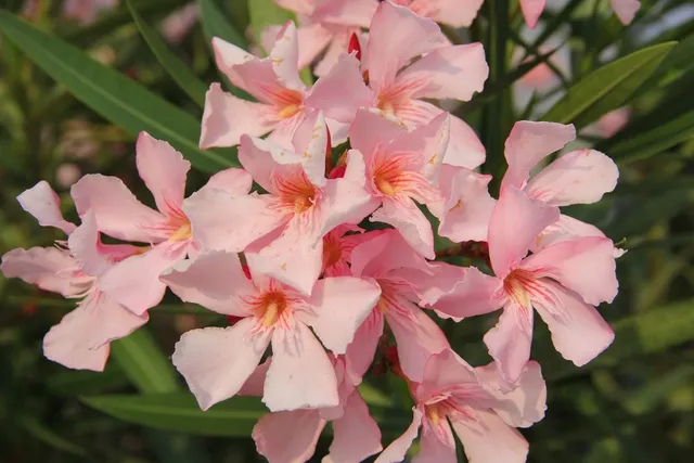 Tipicamente di colore rosa, i fiori dell'oleandro si aprono per tutta l'estate! - foto Pixabay
