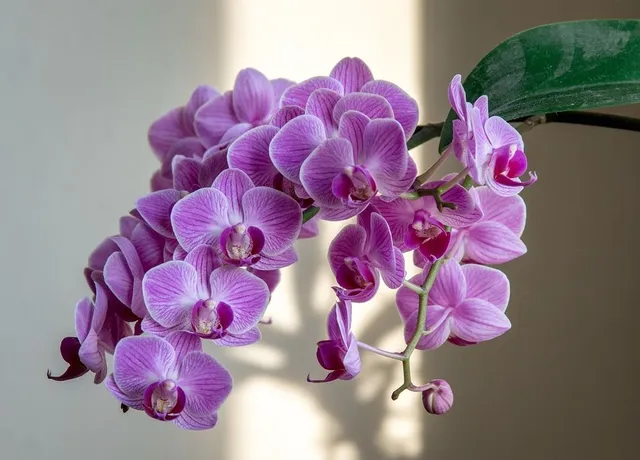 Non può mancare un'orchidea Phalaenopsis in casa: scegline una dai fiori rosa - foto Pixabay