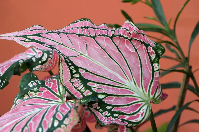 I Caladium hanno foglie variopinte estremamente decorative, anche rosa - foto Leroy Merlin