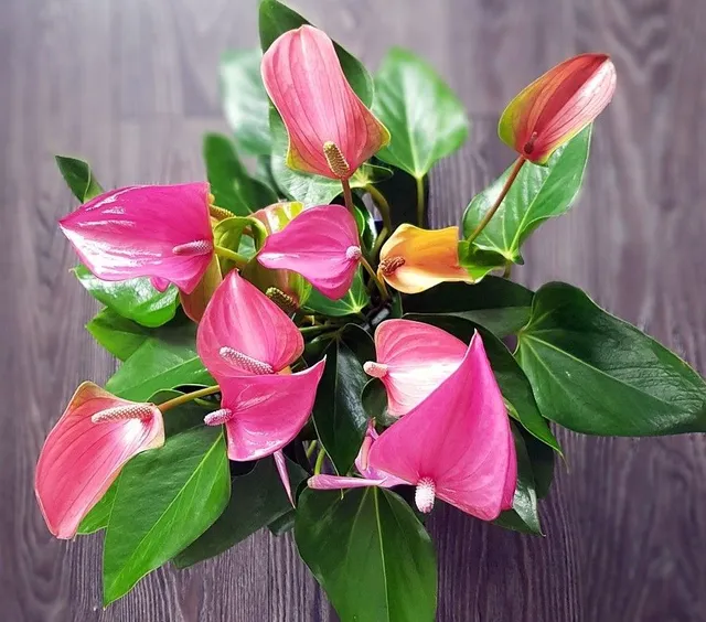 Una delle più classiche piante da interno, l'Anthurium ha anche fiori rosa - foto Pixabay
