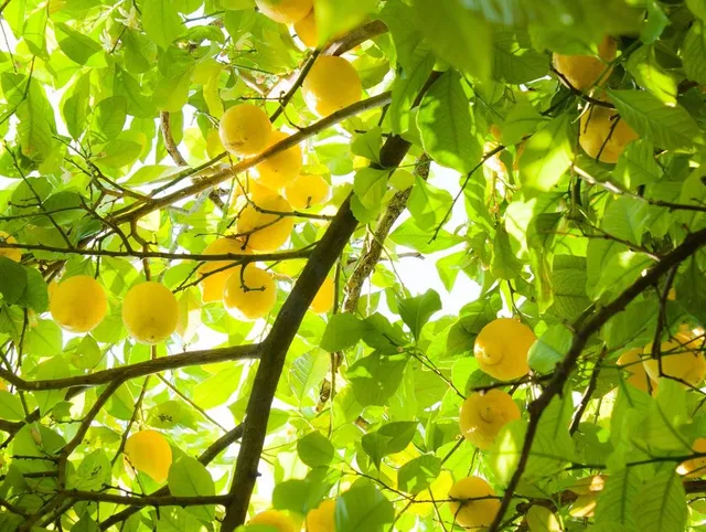 La bellezza del tuo limone può essere offuscata da insetti e malattie: scopri quali e come fare! - foto Pixabay