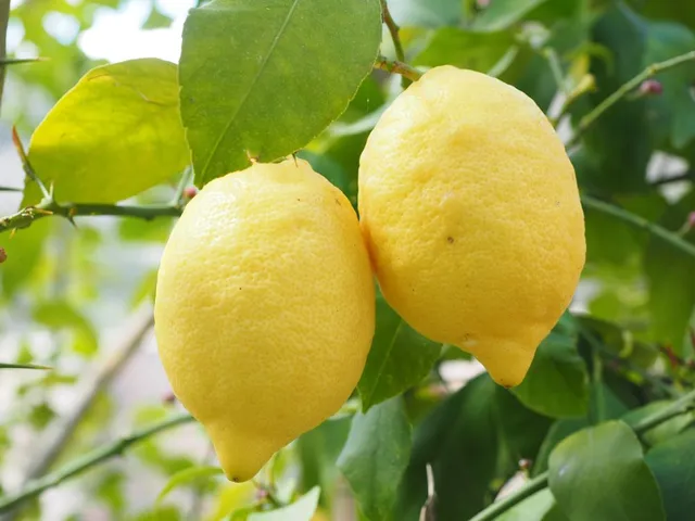 Se vuoi avere limoni grossi e succosi, non trascurare la concimazione: utilizza prodotti specifici per gli agrumi! - foto Pixabay