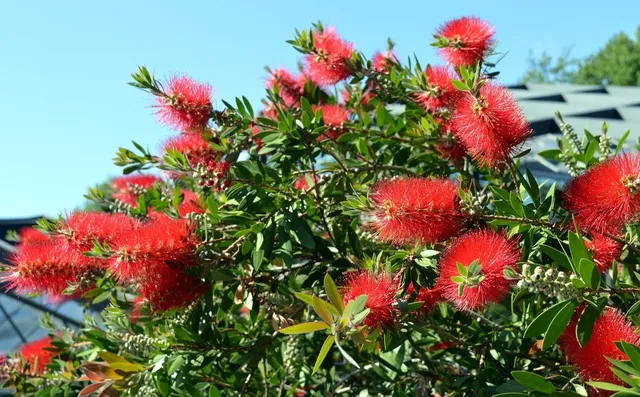 Tanti brillanti spazzolini rossi: la fioritura del Callistemone è uno spettacolo! - foto Pixabay