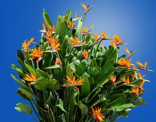 In vaso o in piena terra, la Strelizia fiorirà per tutta l'estate - foto Pixabay