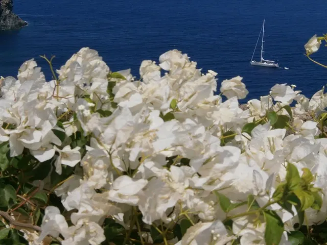 Una splendida fioritura estiva e il mare sullo sfondo... scopri quali piante coltivare nella tua casa al mare - foto dell'autrice