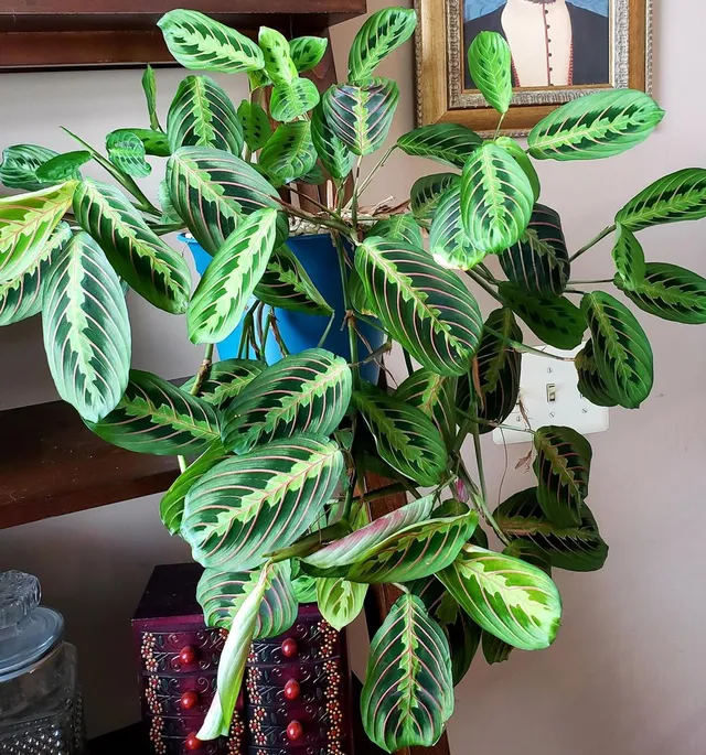 E' una delle più colorate tra le piante da interno, la Marantha - foto Reddit