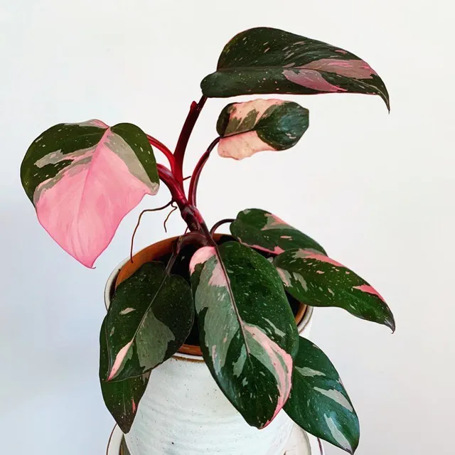 Tra i tanti filodendri, questo si distingue per le tonalità rosa delle sue foglie - foto Pinterest