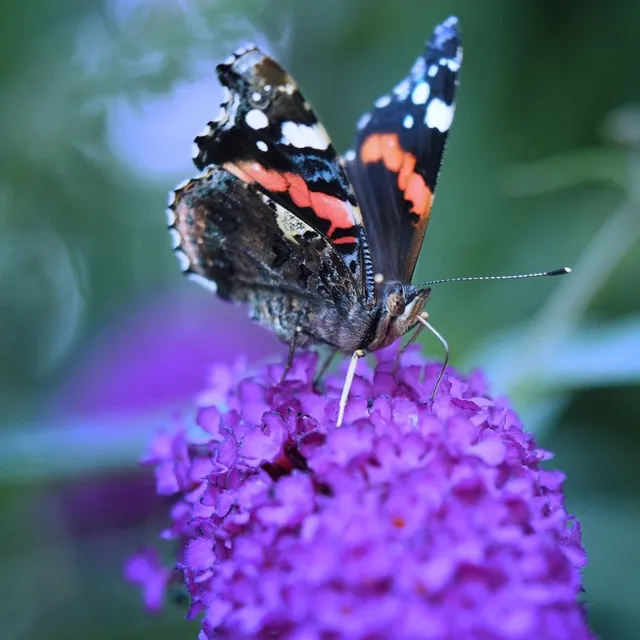 La Buddleja è un fiora attira farfalle, detto l'Albero delle farfalle - Unsplash