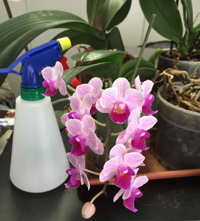 Alcuni fertilizzanti possono essere forniti, opportunamente diluiti in acqua, nebulizzandoli sulle foglie e sulle radici: è il caso delle orchidee – foto dell’autrice