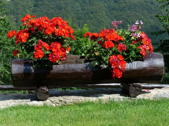 Se hai manualità, crea una fioriera scavata in un tronco per i tuoi gerani! - foto Pixabay