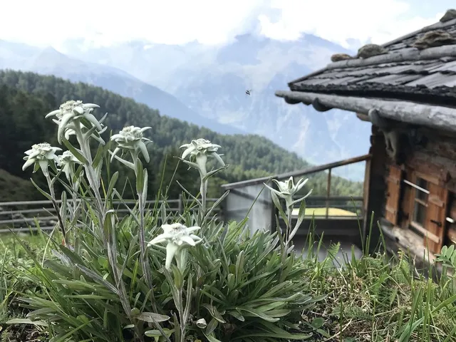 Le stelle alpine sono immancabili nella casa in montagna - foto Pixabay