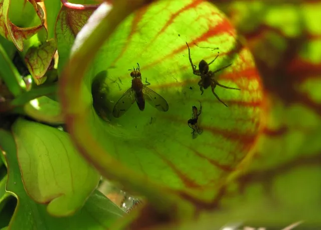 Mosche e moscerini fastidiosi vengono catturati dalle piante carnivore: coltivane una in casa! - foto Pixabay