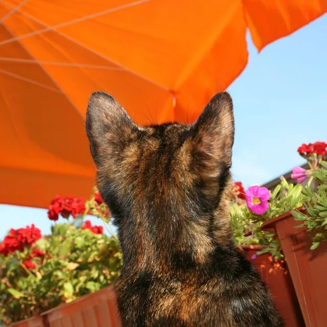Idee e consigli per un balcone sicuro per il tuo gatto - Canva