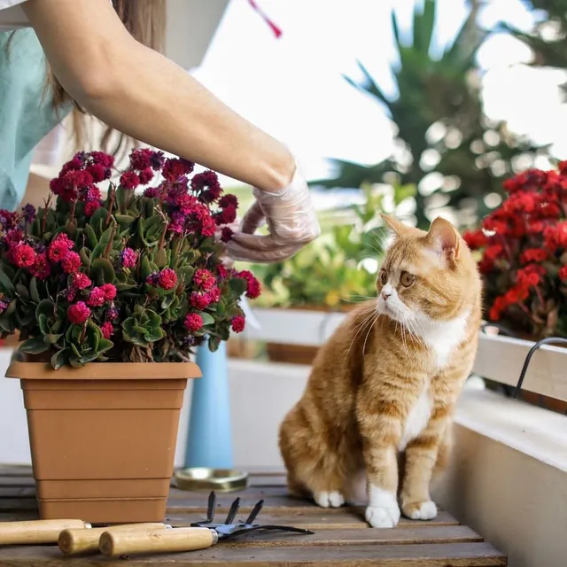 Idee e consigli per un balcone sicuro per il tuo gatto - Canva