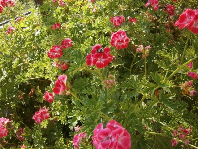 Coltiva una bella pianta di geranio odoroso per tenere lontane le zanzare dal tuo giardino! - foto dell'autrice