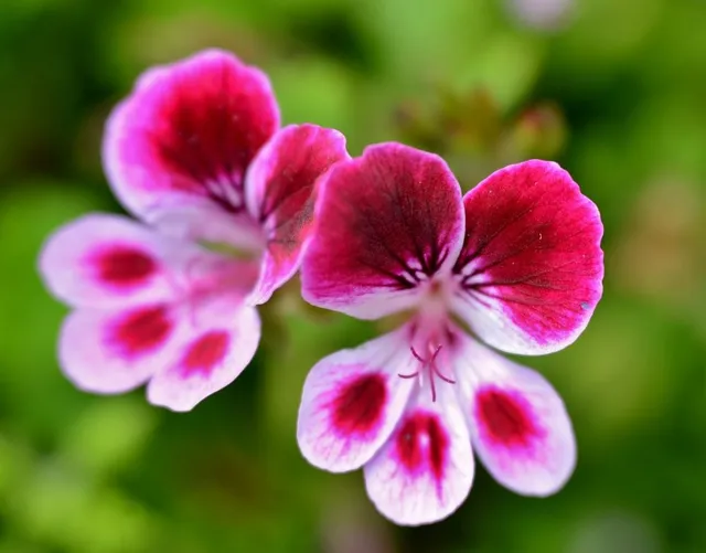 I fiori del geranio odoroso sono più piccoli ma comunque graziosi! - foto Pixabay