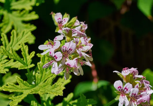 Meno appariscenti ma molto apprezzati per il loro profumo, i gerani odorosi sono facili da coltivare in giardino - foto Pixabay