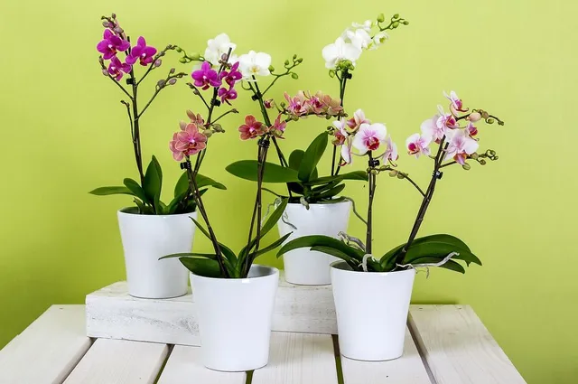 Anche le orchidee sentono il caldo... come curarle d'estate? - foto Pixabay