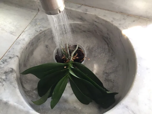 Bagna frequentemente le tue orchidee d'estate: per scorrimento sotto l'acqua del rubinetto - foto dell'autrice