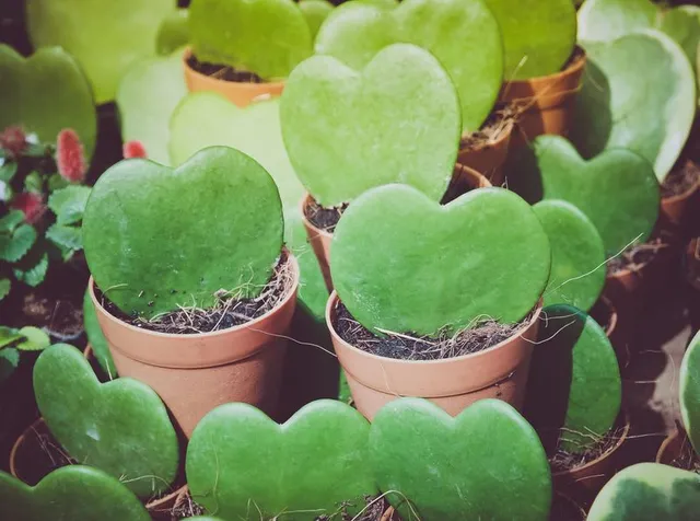 Hoia kerrii è la più romantica delle piante grasse, con la sua forma a cuore - foto Leroy Merlin