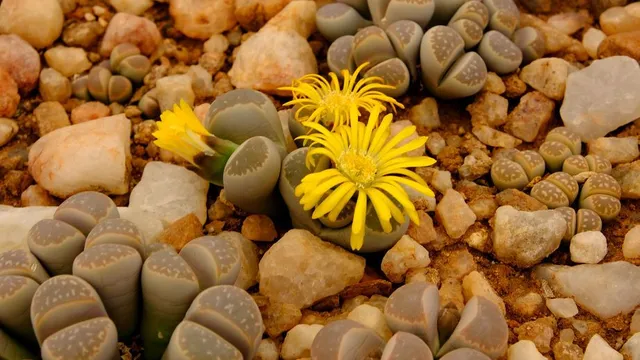 I Lithops, le "pietre viventi" stupiscono ogni volta che fioriscono - foto Leroy Merlin