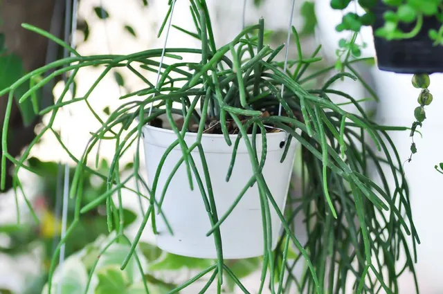 Rhipsalis cassutha è la "pianta bastoncini" - foto Leroy Merlin