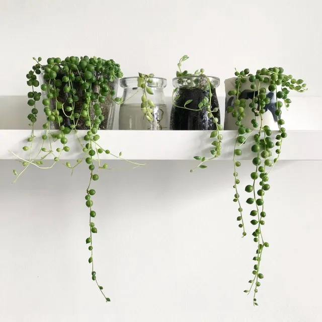 Scegli piante dalle forme insolite per la tua casa! - foto lostinplantopia