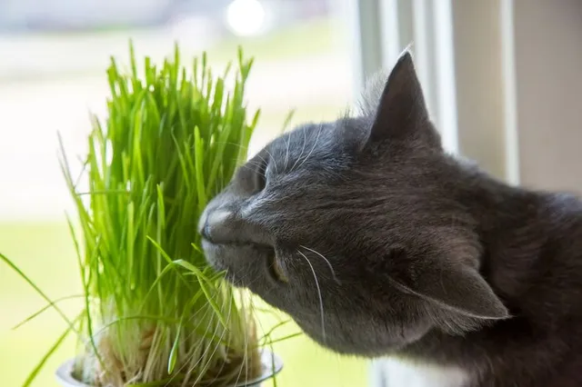 Se hai un animale domestico in casa, verifica che le piante in vaso non siano pericolose per la sua salute! – foto Leroy Merlin