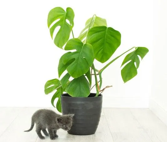 La Monstera è una delle piante tossiche per il tuo gatto! – foto Leroy Merlin