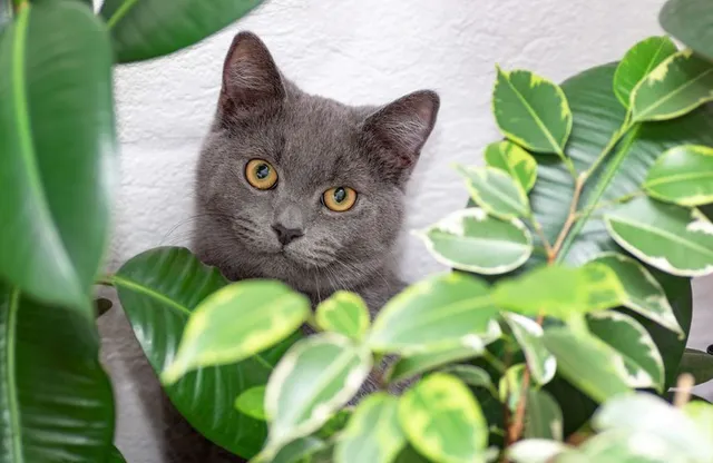 Attenzione al lattice emesso dai tessuti del Ficus: è tossico se ingerito dal tuo gatto! – foto Leroy Merlin