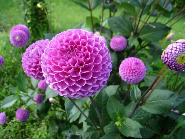 Alcuni fiori dei dalia hanno la forma a pon-pon! - foto Pixabay