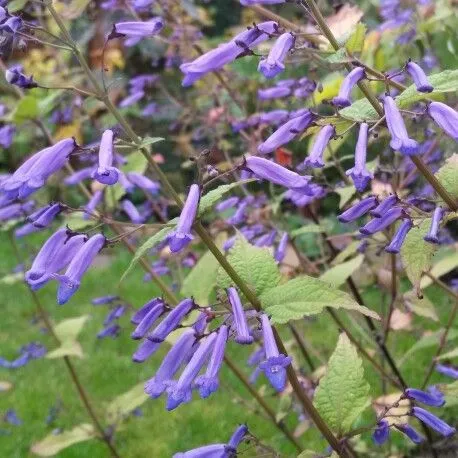 Fioriscono proprio in autunno le campanelle blu della Rabdosia longituba - foto Gardentags