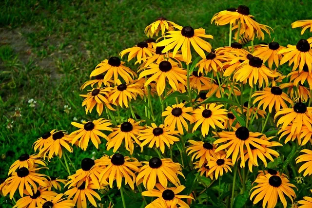 Gialli come il sole sono i fiori della Rudbekia - foto Pixabay