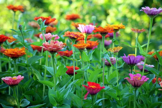 Le zinnie fioriscono a lungo, dall'estate fino all'autunno inoltrato! - foto Pixabay