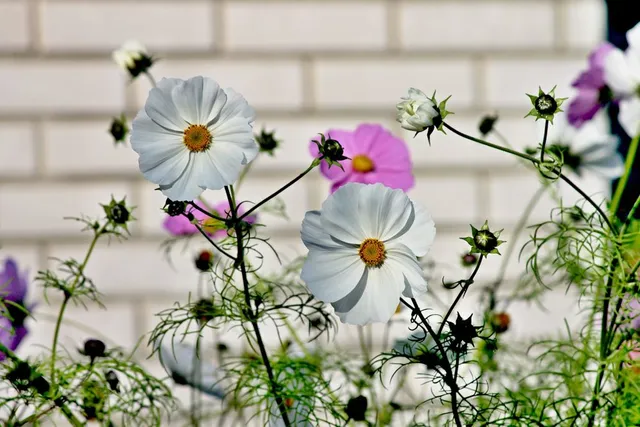 Leggiadri e affascinanti sono i fiori delle cosmee - foto Pixabay
