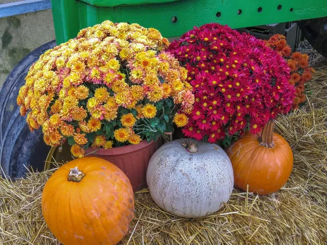 Anche l'autunno è una stagione ricca di colori, e i lavori da fare in giardino sono tanti! - foto Pixabay