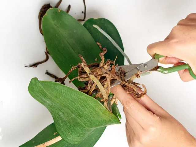 Ripulisci la tua orchidea dalle radici secche, lascia solo quelle turgide e sane - foto Leroy Merlin