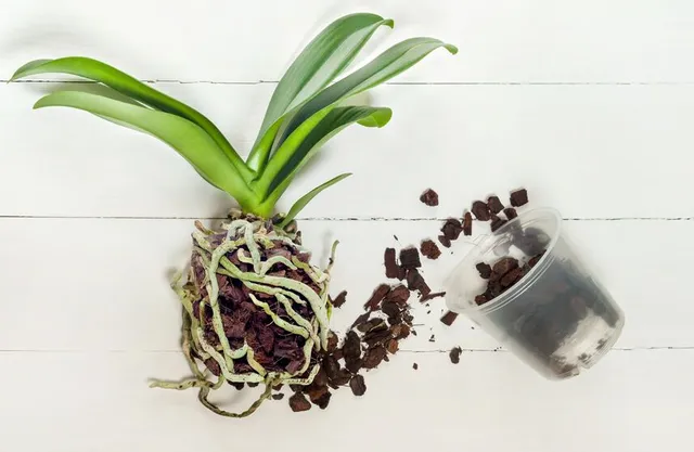 Estrai la tua Phalaenopsis dal vaso e rimuovi il vecchio substrato - foto Leroy Merlin