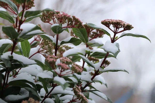 Il sempreverde Viburnum tinus è resistente anche al gelo invernale - foto Pixabay