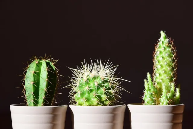 Piccoli cactus, di aspetto diverso, coltivali vicini! - foto Pixabay