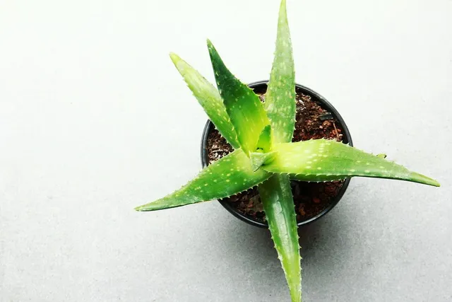 Bella e utile, è l'Aloe vera! - foto Pixabay