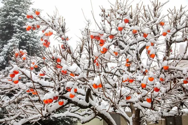Una pianta di kaki con i suoi frutti maturi regala un po' di colore anche sotto la neve! - foto Leroy Merlin