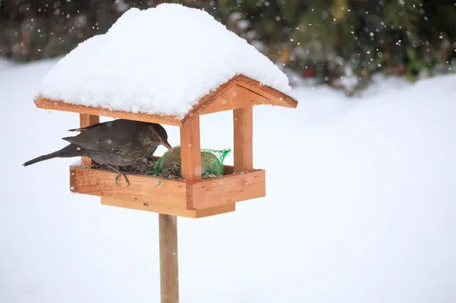 Aiuta gli uccellini a nutrirsi e a trascorrere l'inverno al sicuro - foto Leroy Merlin