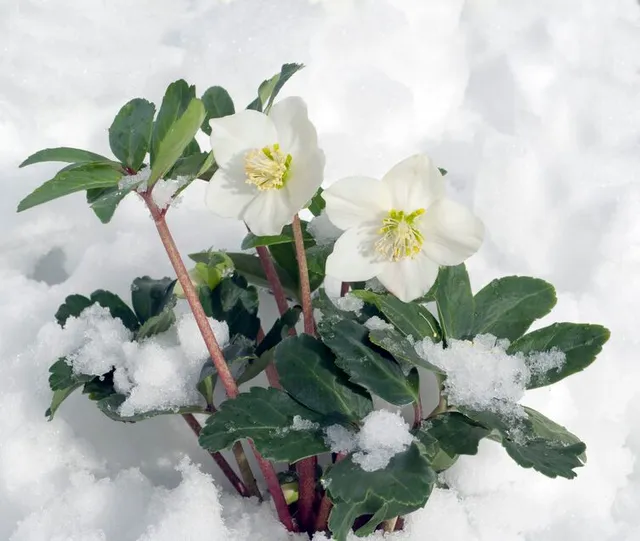 L'elleboro fiorisce in pieno inverno, facendosi spazio anche tra la neve! - foto Leroy Merlin