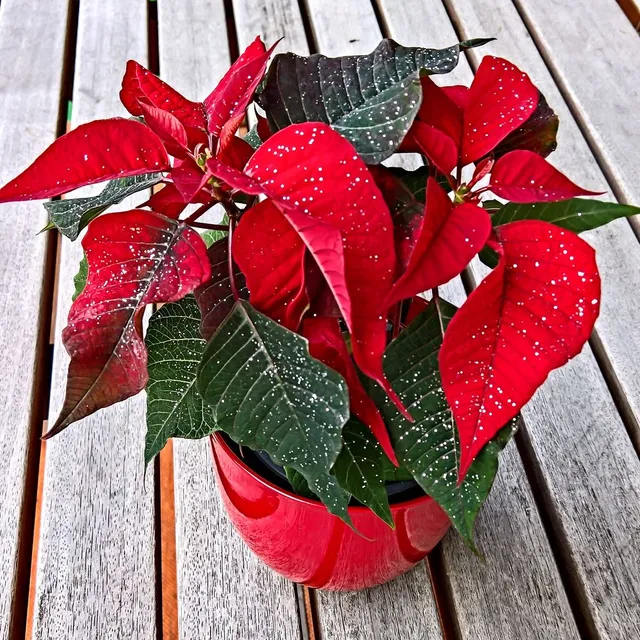 Per rendere la tua Poinsettia ancora più natalizia, spolverala con un glitter oro o argento – foto Pixabay