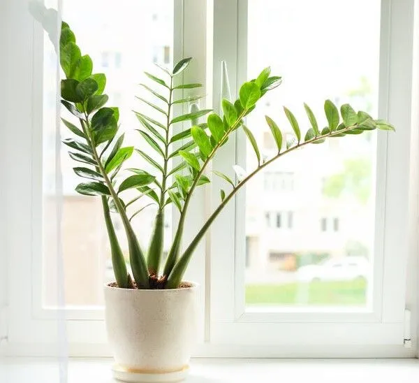 Zamioculcas è una pianta estremamente adattabile e facile da coltivare in casa! - foto Leroy Merlin